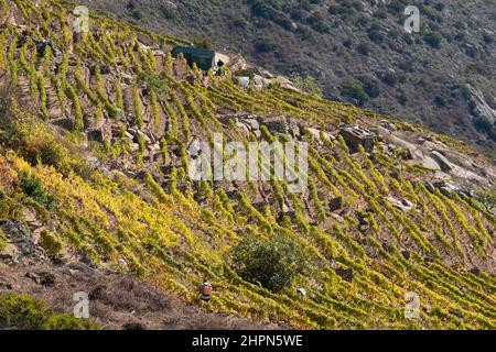 Vigneti, Isola del Giglio, Mar Tirreno, Arcipelago Toscano, Toscana, Italia, Europa Foto Stock