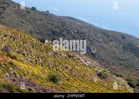 Vigneti, Isola del Giglio, Mar Tirreno, Arcipelago Toscano, Toscana, Italia, Europa Foto Stock