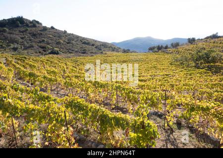 Vigneti, Isola del Giglio, Mar Tirreno, Arcipelago Toscano, Toscana, Italia, Europa Foto Stock