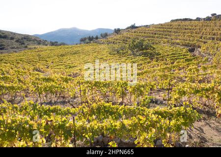 Vigneti, Isola del Giglio, Mar Tirreno, Arcipelago Toscano, Toscana, Italia, Europa Foto Stock