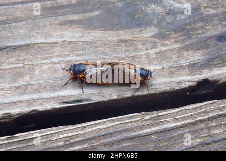 Faraone cicada (Magicada septendim). Chiamata 17-year locust anche. Foto Stock