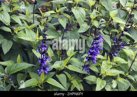 Salvia di anice nero e blu (Salviia coerulea 'Nero e Blu'). Altri nomi botanici sono Salvia garante 'Black and Blue' e Salvia 'Black and Blu Foto Stock