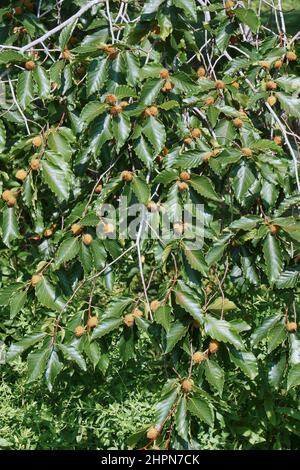 American faggio (Fagus grandifolia). Noto come il Nord America anche di faggio. Foto Stock