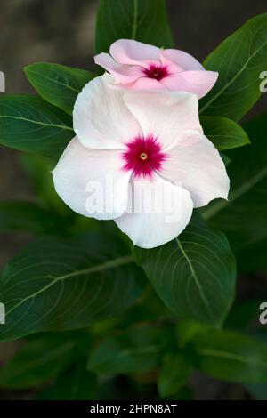 Madagascar pervinca (Catharanthus roseus). Noto anche come Rosy pervinca, Rose pervinca, Cape pervinca, vecchia cameriera e vinca anche. Foto Stock