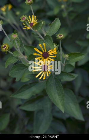 Piccolo Enrico dolce coneflower (Rudbeckia subtomentosa 'piccolo Enrico') Foto Stock