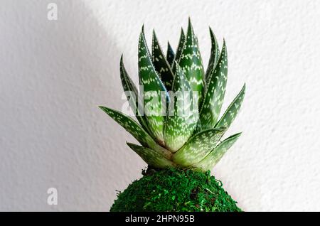 Primo piano di una pianta succulenta chiamata Aloe Aristata Tiki Tahi Mini. Kokedama. Decorazioni per la casa. Pianta naturale. Foto Stock