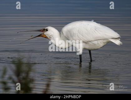 Spatules blanches dans les marais de la baie de Somme, le Crotoy, Saint Firmin, Parc de Marquenterre. Foto Stock