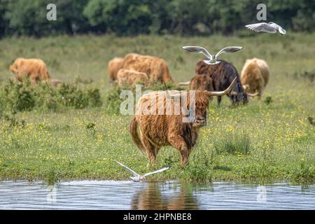 Vaches Highland Cattle en baie de Somme, saint Firmin, le Crotoy, proche du Marquenterre et de Saint Valery sur Somme Foto Stock