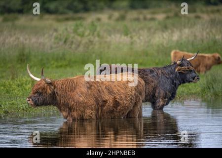 Vaches Highland bestiame en baie de Somme, Saint Firmin, Noyelles Foto Stock