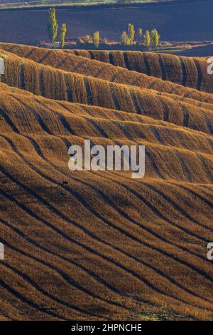 Tipico paesaggio autunnale mattutino toscano, Val D'Orcia, Toscana, Italia Foto Stock