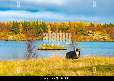 Lago di Myvatn e pecora nera, paesaggio autunnale, Islanda Foto Stock