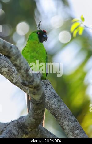 Ouvea parakeet (Eunymphicus uvaeensis) seduto in un albero su Ouvea Island, Isole Loyalty, Nuova Caledonia. E' endemico per l'isola di Ouvea. Foto Stock