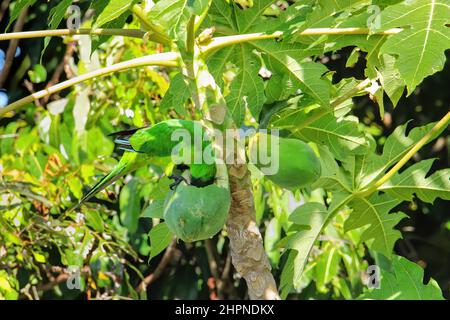 Ouvea parrocchetto (Eunymphicus uvaeensis) mangiare la papaya sulla isola di Ouvea, Isole della Lealtà, Nuova Caledonia. È endemico isola di Ouvea. Foto Stock