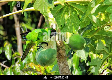 Ouvea parrocchetto (Eunymphicus uvaeensis) mangiare la papaya sulla isola di Ouvea, Isole della Lealtà, Nuova Caledonia. È endemico isola di Ouvea. Foto Stock