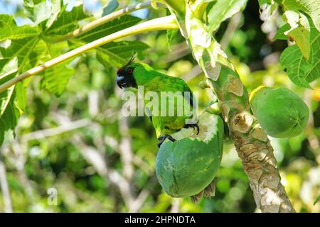Ouvea parrocchetto (Eunymphicus uvaeensis) mangiare la papaya sulla isola di Ouvea, Isole della Lealtà, Nuova Caledonia. È endemico isola di Ouvea. Foto Stock