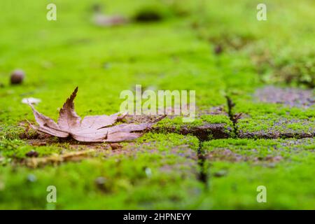 Primo piano di Fallen Maple Leaf su stove Pavers ricoperti di Vibrant Green Moss Foto Stock