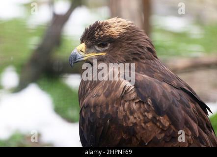 bella aquila marrone si erge sul terreno fotografato in primo piano Foto Stock