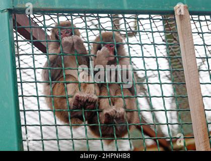 bella scimmia piccola siede su una ciotola e mangia il cibo Foto Stock