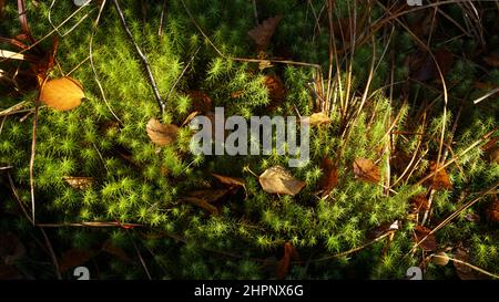 Muschio verde della foresta illuminato da raggi del sole con erba e foglie appassite Foto Stock