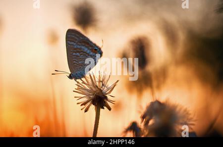Una farfalla che si inforta sul fiore selvaggio Foto Stock