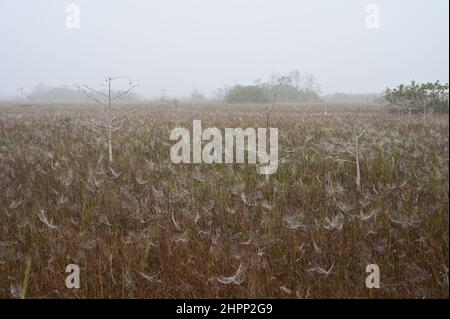 Grande egret tra le reti di ragni coperte di rugiada in sawgrass praire nella foresta di cipressi nana del Parco Nazionale Everglades all'alba. Foto Stock