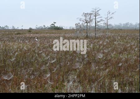 Grande egret tra le reti di ragni coperte di rugiada in sawgrass praire nella foresta di cipressi nana del Parco Nazionale Everglades all'alba. Foto Stock
