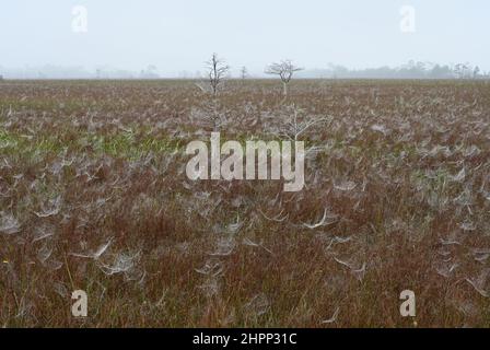 Grande egret tra le reti di ragni coperte di rugiada in sawgrass praire nella foresta di cipressi nana del Parco Nazionale Everglades all'alba. Foto Stock