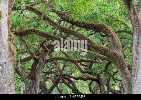 I rami sovrastanti delle querce del sud vivono (Quercus virginiana) al Topeekeegee Yugnee (TY) Park - Hollywood, Florida, USA Foto Stock
