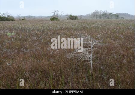 Grande egret tra le reti di ragni coperte di rugiada in sawgrass praire nella foresta di cipressi nana del Parco Nazionale Everglades all'alba. Foto Stock
