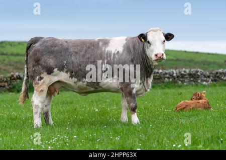 Potente mucca di capra in piedi sopra il suo vitello in un pascolo altopiano scozzese, Regno Unito. Foto Stock