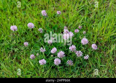 Red Clover (Trifolium pratense) fiorito in un tradizionale prato montano nel Yorkshire Dales, Regno Unito. Foto Stock