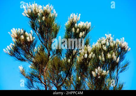 Grivillea candelabri arbusti - Australia Occidentale Foto Stock