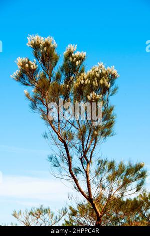 Grivillea candelabri arbusti - Australia Occidentale Foto Stock