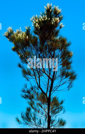 Grivillea candelabri arbusti - Australia Occidentale Foto Stock