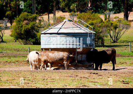 Silo di alimentazione del bestiame - Australia Foto Stock