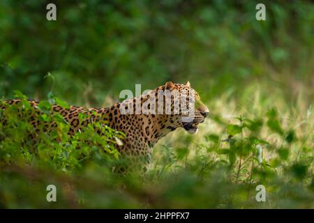 leopardo selvatico indiano maschio o pantera faccia primo piano in verde monsone naturale durante il safari all'aperto nella giungla nella foresta dell'india centrale - panthera pardus Foto Stock