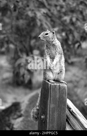 Curioso scoiattolo al Riverside Walk Trail nel Zion National Park, Utah, USA Foto Stock