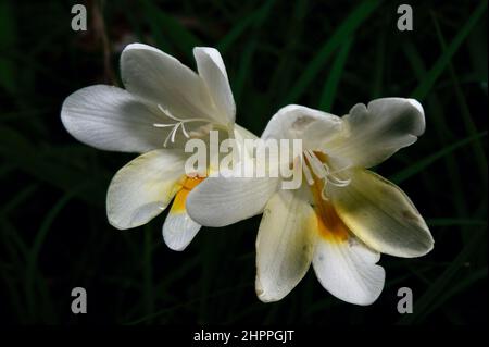 Jonquils (Narcissus Jonquilla) non sono un nativo australiano, ma sono una pianta giardino popolare. Questo piccolo grumo stava crescendo nella riserva di Baluk Willam. Foto Stock