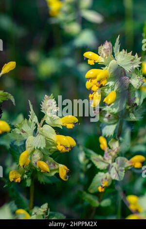 Rhinanthus glacialis fiore che cresce in prato, primo piano Foto Stock