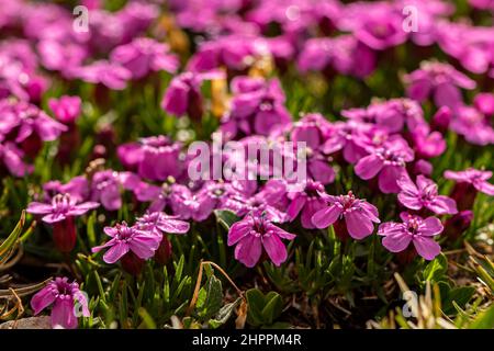 Saponaria ocimoides fiore in montagna, macro Foto Stock