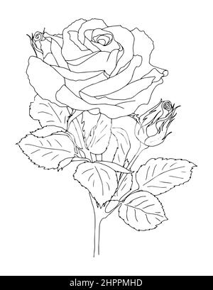 Bianco e nero disegno a mano vettoriale colorare pagina libro per adulti e bambini. Fiori rose con spine e foglie Illustrazione Vettoriale