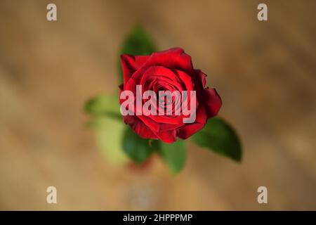Una vista macro dall'alto ravvicinata di una rosa rossa. Foto Stock