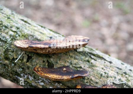 Funghi sul tronco di un vecchio albero su sfondo forestale. Nei pressi dei funghi nell'ambiente naturale. Bellissimo paesaggio forestale. Foto Stock