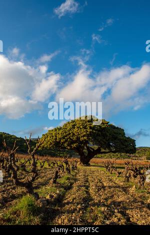 Abre millenaire genevrier corbieres occitanie Foto Stock