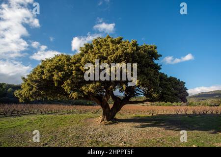 Abre millenaire genevrier corbieres occitanie Foto Stock