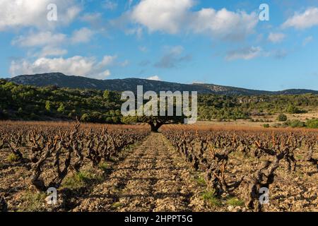 Abre millenaire genevrier corbieres occitanie Foto Stock