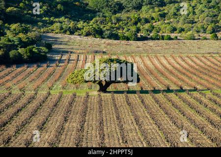Abre millenaire genevrier corbieres occitanie Foto Stock