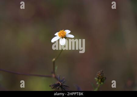 Beggarticks fiore in fase di fioritura isolato su sfondo naturale. Le zecche mendicanti sono anche note come bur marigold o Bidens frontosa Foto Stock