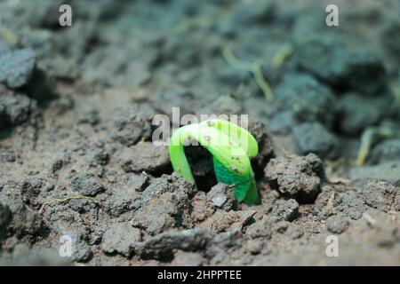 Piante di fagiolo verde con germogli freschi che emergono dal suolo, concetto biologico di giardino domestico Foto Stock