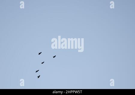 Gregge di boughs rosso-baccato Pirrhocorax pirrhocorax barbaro in volo. Garafia. La Palma. Isole Canarie. Spagna. Foto Stock